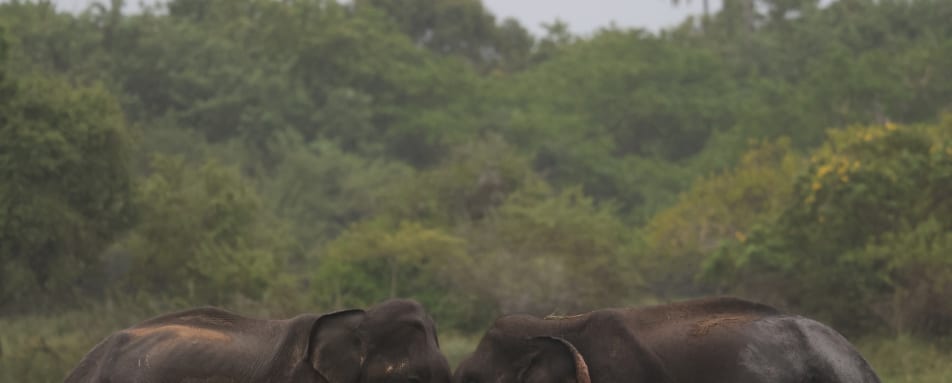 Elephants - Kuamana Under Canvas 