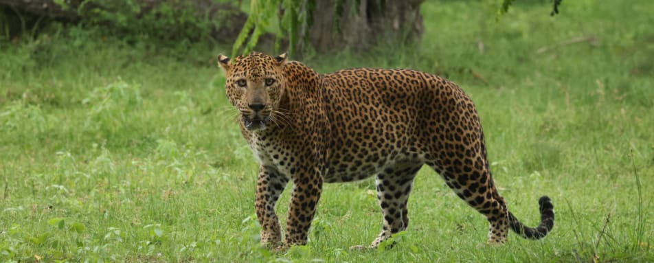 Leopard - Kumana Under Canvas 