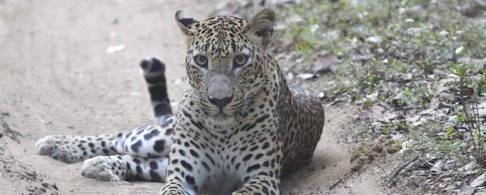 Leopard - Wilpattu National Park