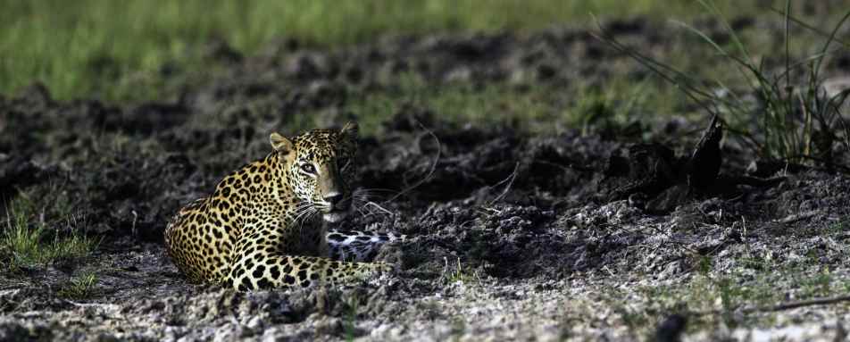 Incredible Wildlife - Wilpattu National Park