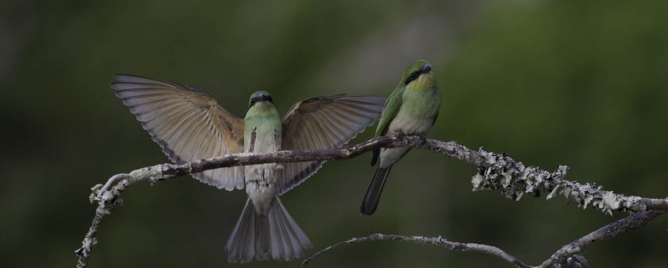 Bird Species - Wilpattu National Park