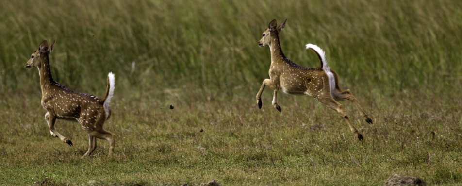 Deer - Wilpattu National Park
