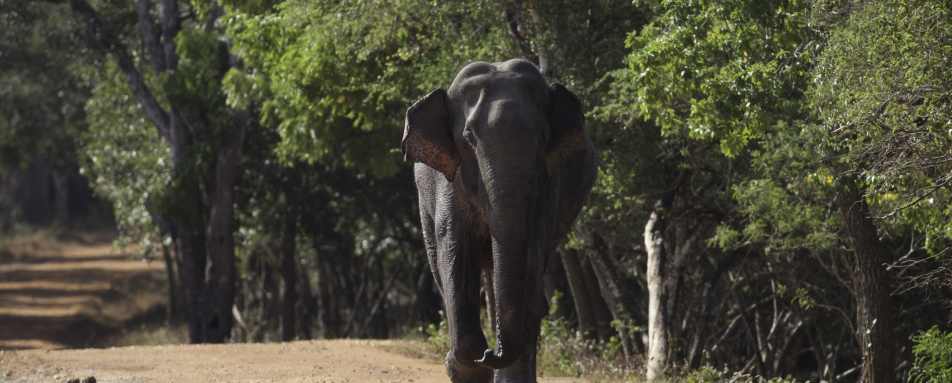 Incredible Wildlife - Leopard Trails