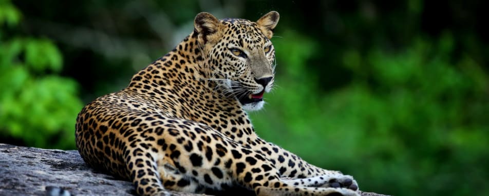 Leopard - Wild Coast Tented Lodge  