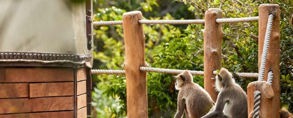 Monkeys - Wild Coast Tented Lodge 
