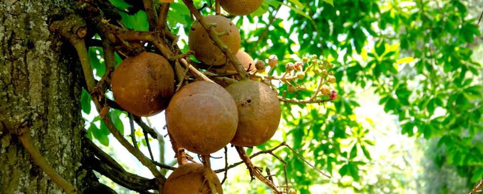 Ulagalla Cookery Demo
