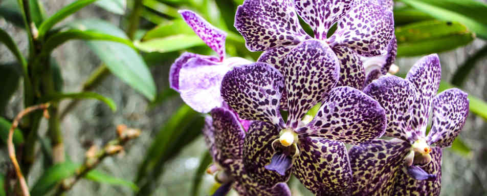 Kandy Botanical Gardens - Boutique Sri Lanka