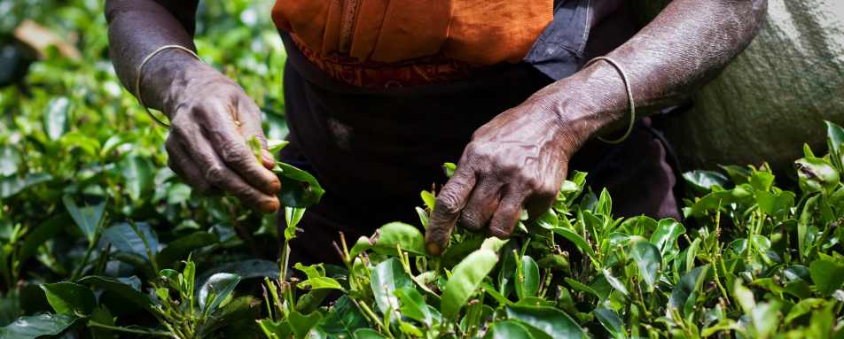 Tea Picking in Sri Lanka