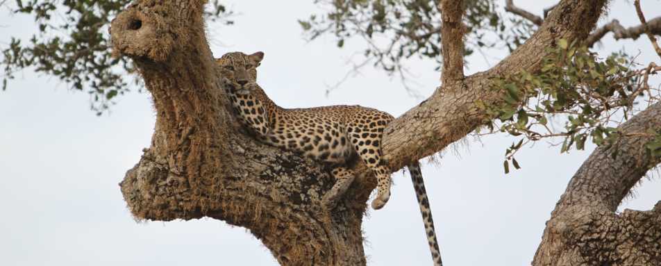 Leopard - Lazy Days and Leopards on Sri Lanka's South Coast
