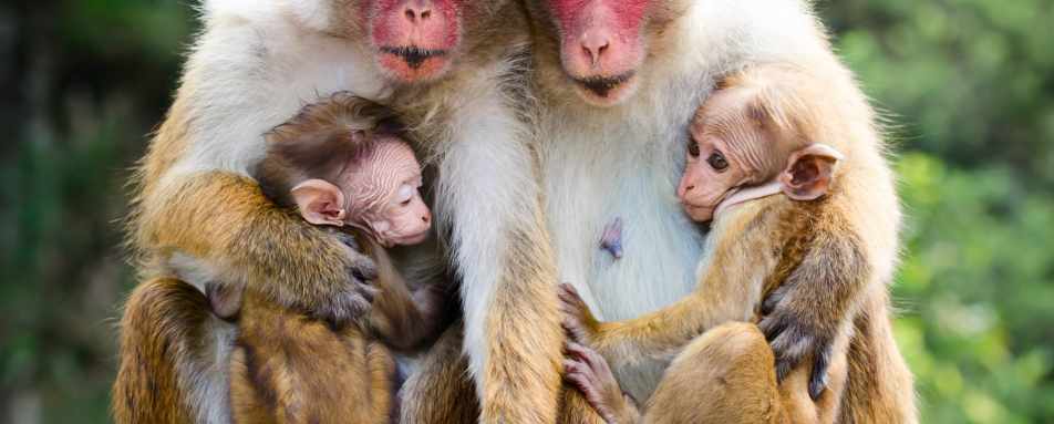 Monkeys - Lazy Days and Leopards on Sri Lanka's South Coast