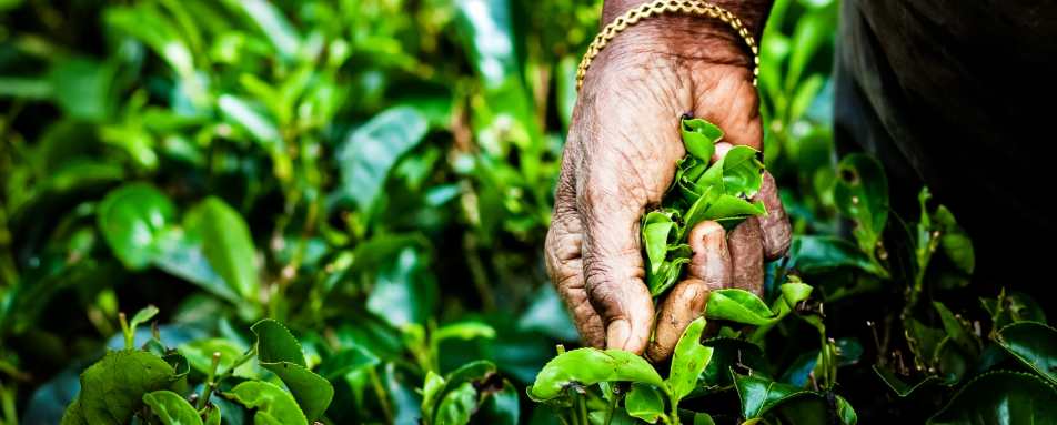 Tea Picking in the Hill Country 