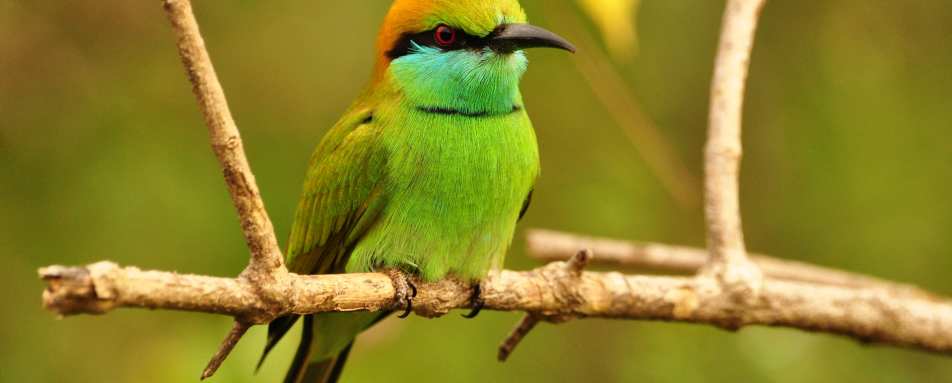 Birdlife in Yala National Park 
