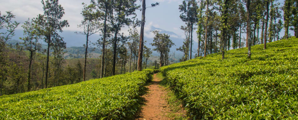 Peko Trail Route - Sri Lanka 