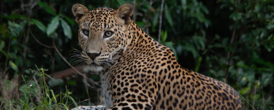 Leopard - Sri Lanka  