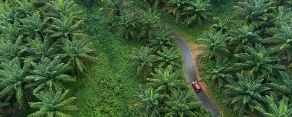 Coconut Farm - Sri Lanka 