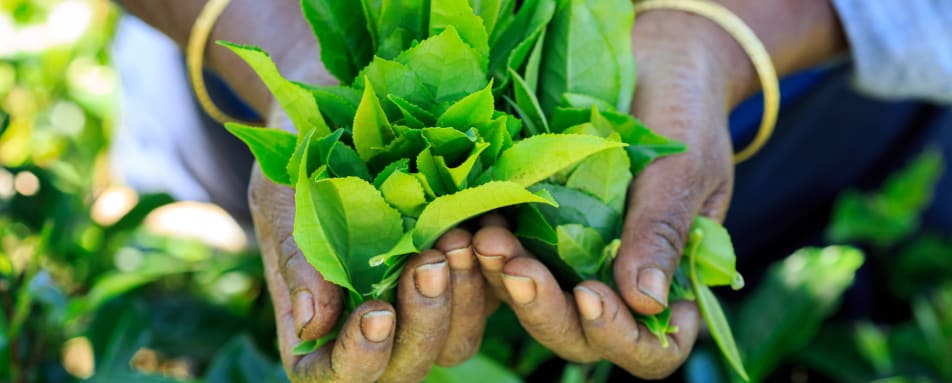 Tea Country - Sri Lanka 