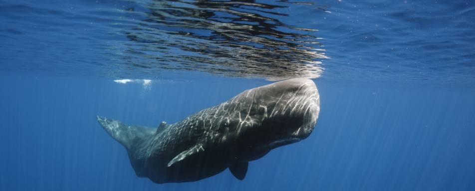 Sperm whale 