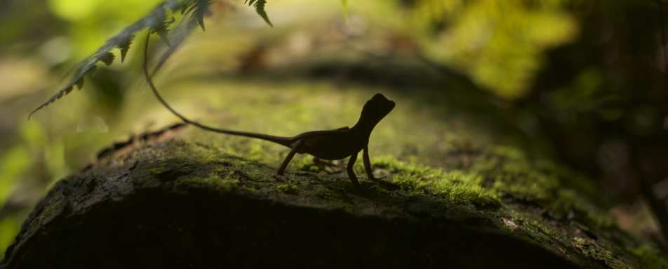Biodiversity in Gal Oya National Park 