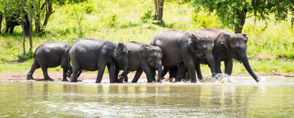 Elephants in Yala National Park - Much in little: A family journey to Sri Lanka