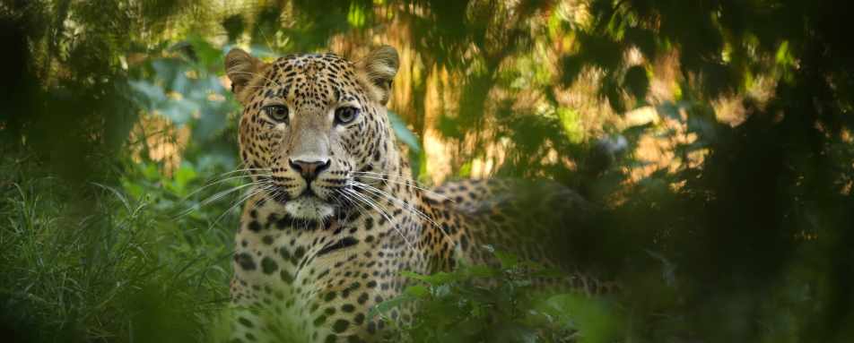 Leopard - Much in little: A family journey to Sri Lanka