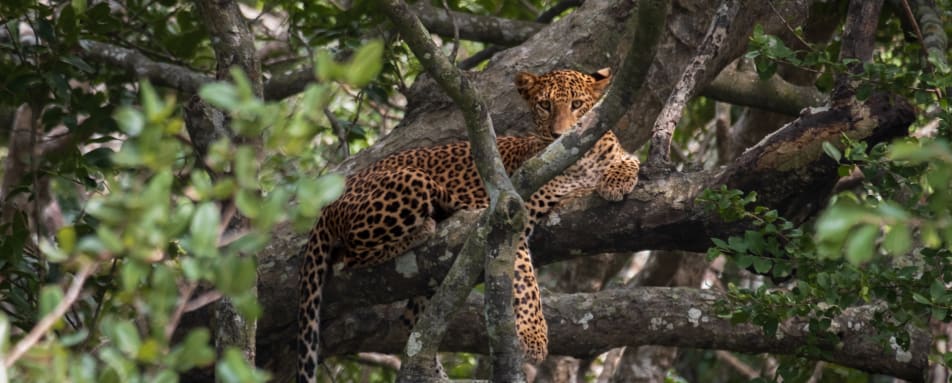 Leopard - Sri Lanka  