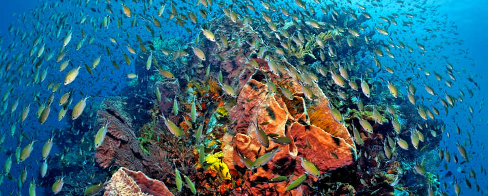 Scuba Diving - Anse Chastanet