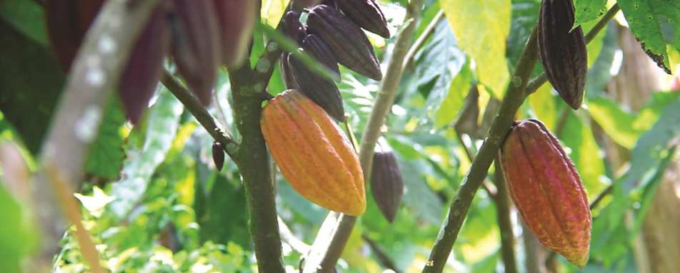 Working Cocoa Estate - Hotel Chocolat