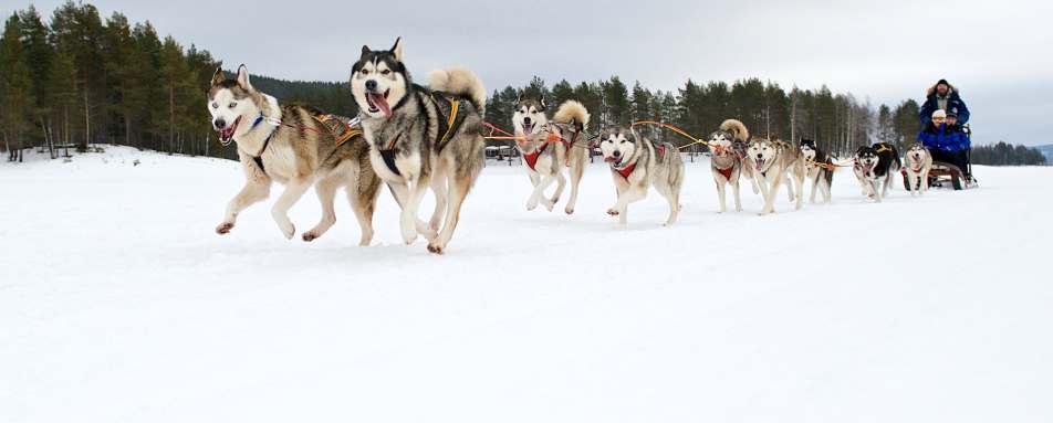 Husky sledding