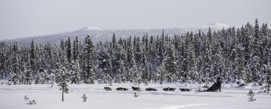 Fjellbord Arctic Lodge Dog Sledding 