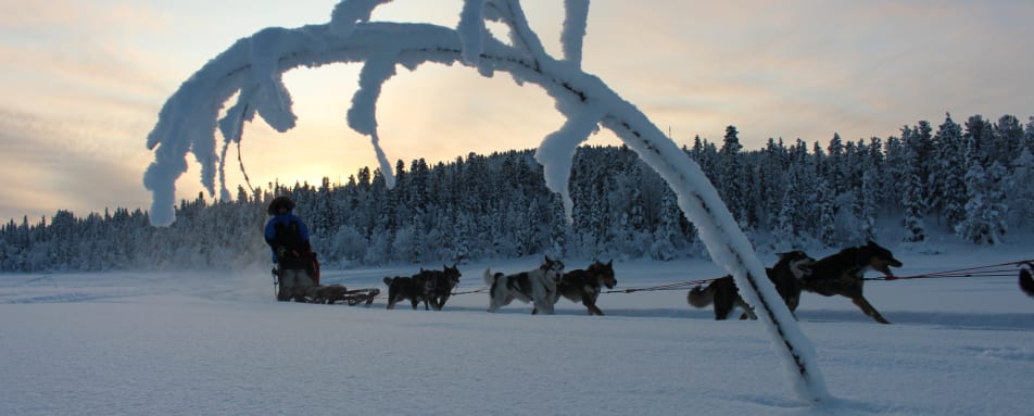 Fjellbord Arctic Lodge Dog Sled 