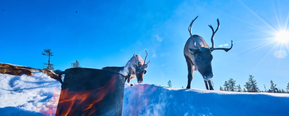 Reindeer - Lapland Guest House