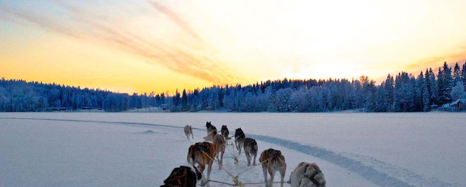 Dog sledding - Sörbyn Lodge