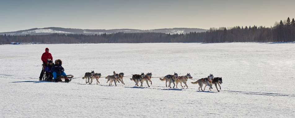 Husky sledding - Sörbyn Lodge
