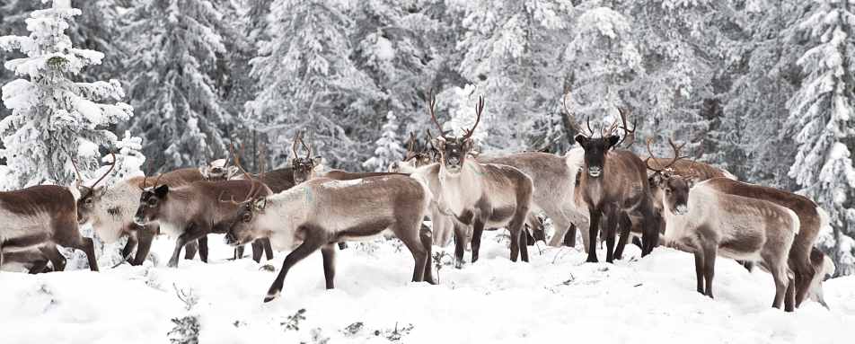 Reindeer - Swedish Lapland for families