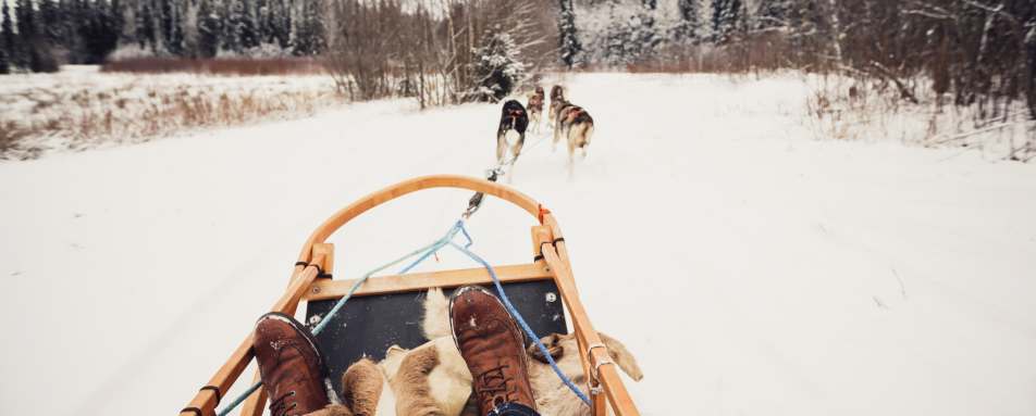 Husky sledding