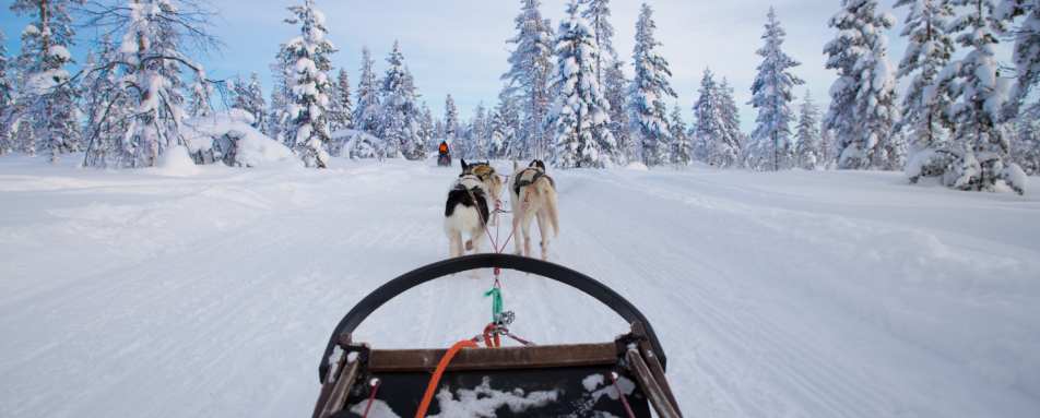 Husky sledding 