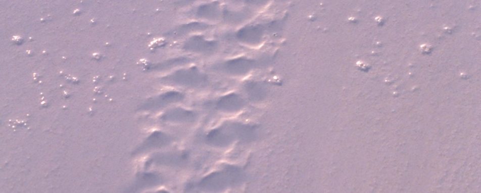 Turtle - Mnemba Island Lodge