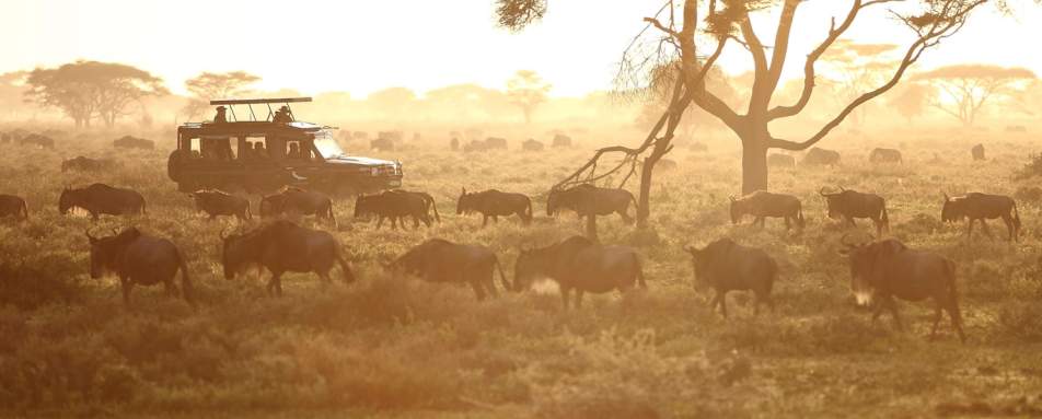 Game drive - Serengeti Under Canvas