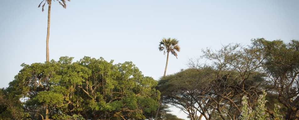 Tent in the trees - Chada Katavi