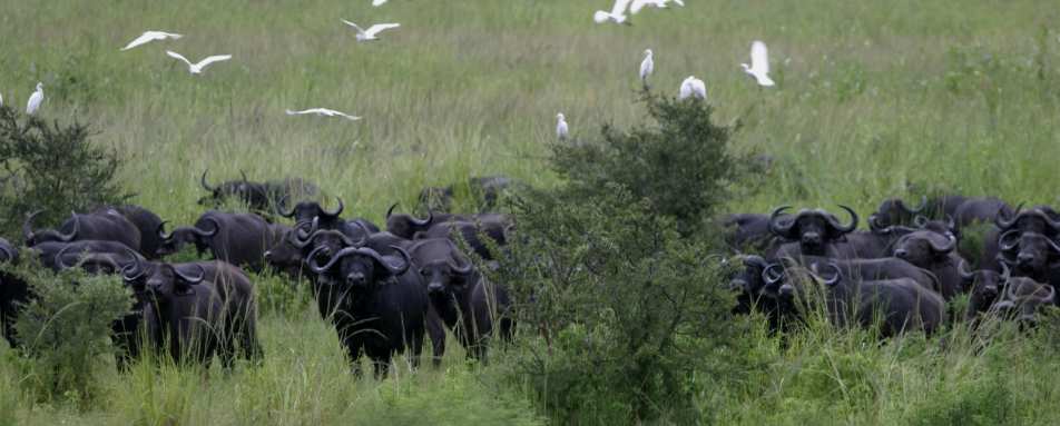 Buffalo - Chada Katavi