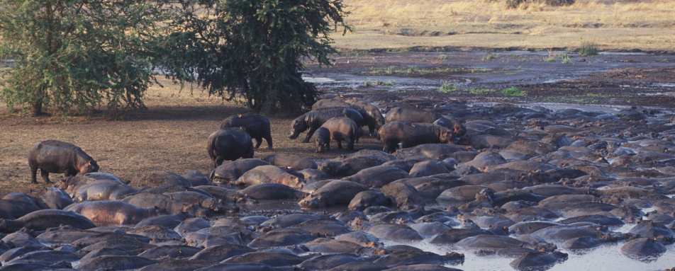 Hippos - Chada Katavi