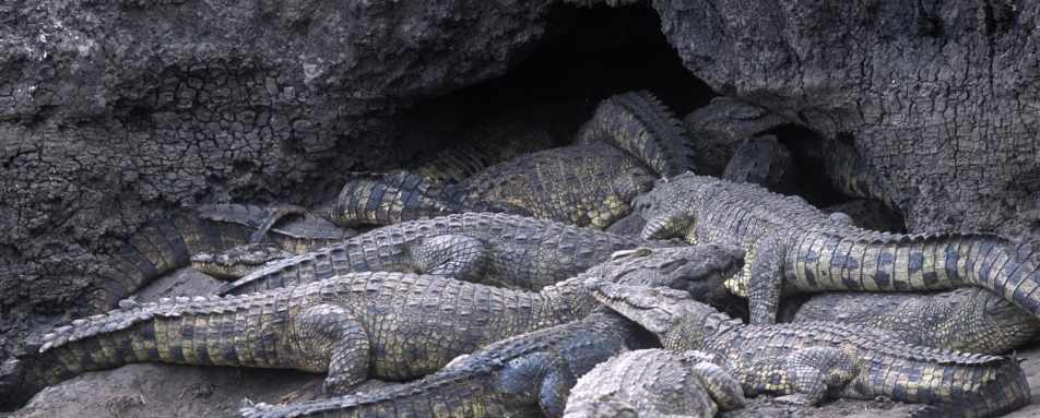 Crocs - Chada Katavi