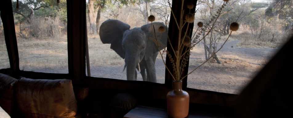 Elephant outside tent - Chada Katavi