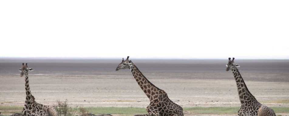 Game Drive to Lake Manyara - Chem Chem