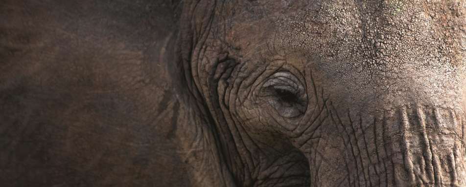 Elephant - Chem Chem