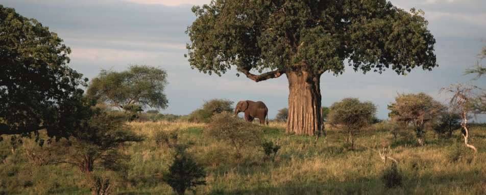 Tarangire National Park - Chem Chem
