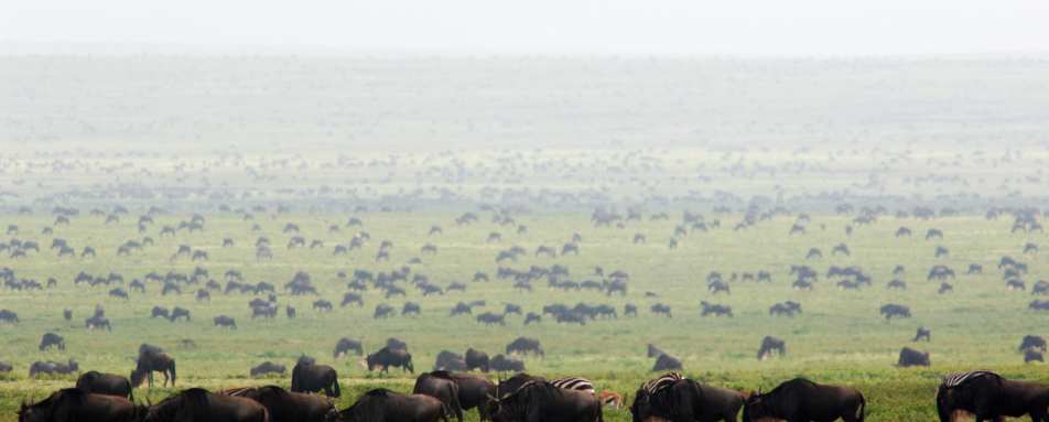 Migration herds - Dunia Camp