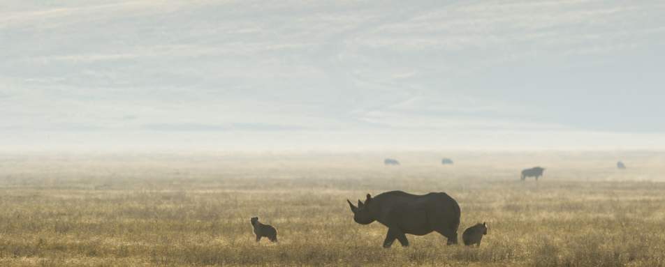 Rhino - Entamanu Ngorongoro