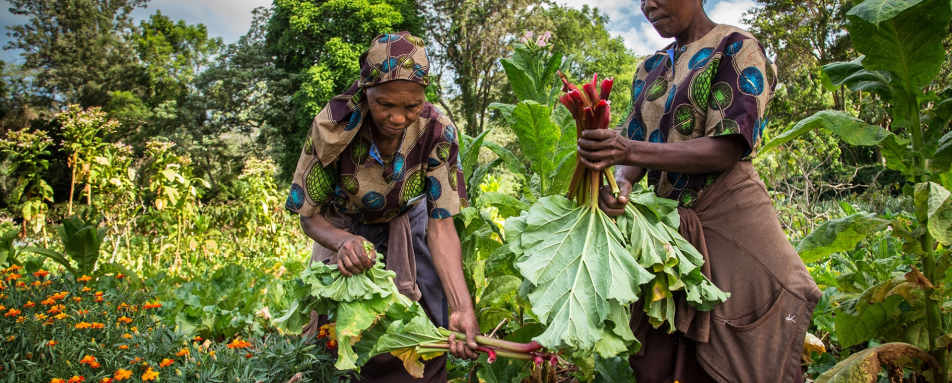 Local produce at Gibbs Farm 