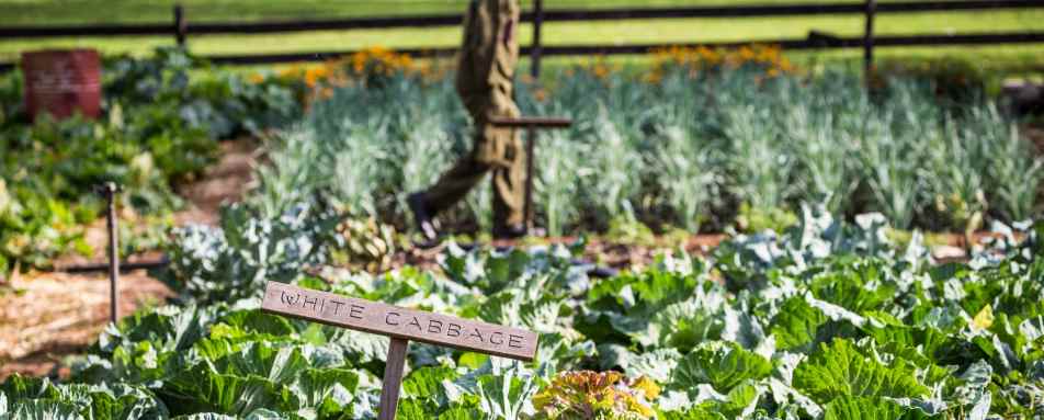 Vegetable patch at Gibbs Farm 